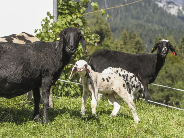 Hotel Gasthof Wachter 