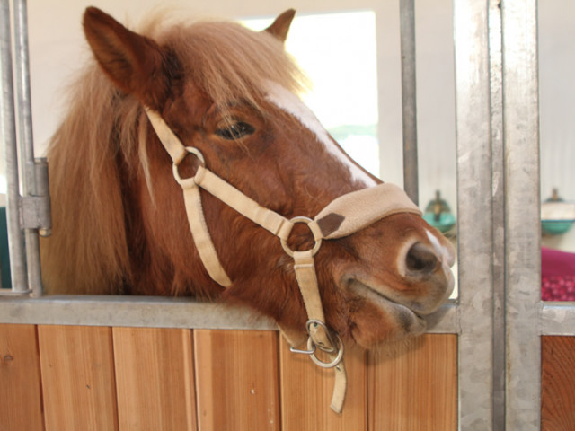 Reitanlage Jodlgut in Salzburg